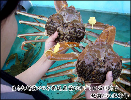 生きた越前がにを発送直前にゆでてお届けします