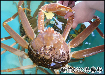 お選びいただいた越前がにはその場でゆでます