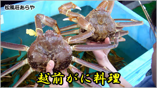 越前がに（越前かに）料理