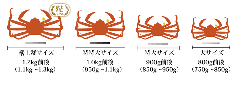 越前がに大きさ比較一覧