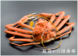 特特大 越前がに