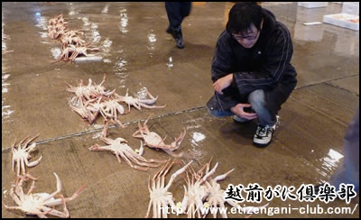 2010年12月9日、少なすぎる「越前がに」の水揚げ